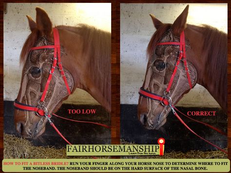 FITTING A BIT-LESS BRIDLE - FairHorsemanship Equine Veterinary, Horse Training Exercises, Bitless Bridle, Horse Exercises, Horse Riding Tips, Bone Structure, Horse Anatomy, Horse Equipment, Horse Gear