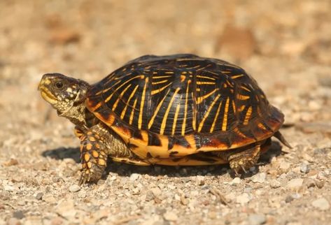 Ornate Box Turtle (Terrapene ornata ornata) Turtle Reference, Ornate Box Turtle, Kawaii Turtle, Snake Turtle, Tortoise Care, Amazing Frog, Red Eared Slider, Painted Box, Box Turtle