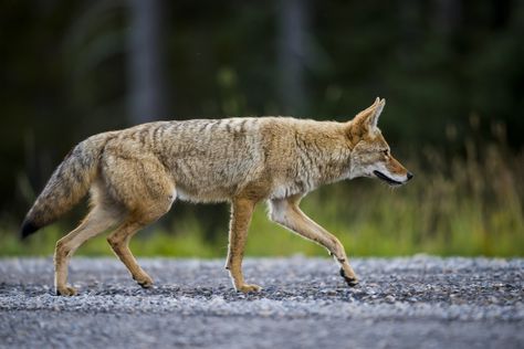 Coyote Running, Coyote Aesthetic, Coyote Wallpaper, Running Reference, Coyote Hunting, Dog Sounds, Scary Dogs, Rare Cats, Animal Print Wallpaper