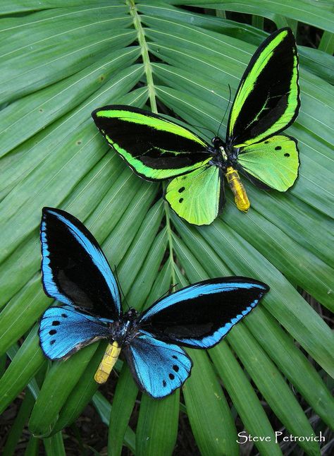 Papua Bird-wings [Male] - These butterflies have been farmed in Papua New Guinea. The green one is Ornithoptera priamus, and the blue is Ornithoptera urvillianus; by Wild-Jungleman Photo Papillon, On The Wings Of Love, Two Butterflies, Papillon Butterfly, Flying Flowers, Moth Caterpillar, Flying Insects, Beautiful Bugs, Butterfly Pictures