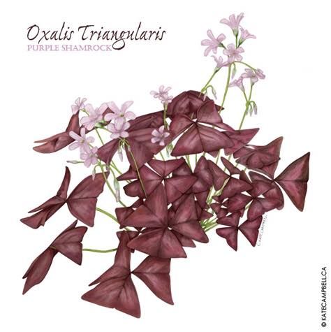 oxalis triangularis purple shamrock Shamrock Tattoo, Purple Shamrock, Oxalis Triangularis, Shamrock Tattoos, Science Illustration, Interactive Media, R Tattoo, Online Portfolio, Botanical Illustration