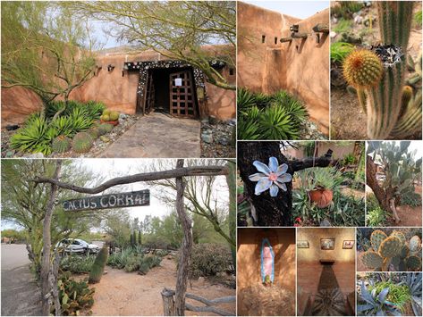 Succulents and More: Arizona 2016: Day 2: Tucson Botanical Garden, DeGrazia Gallery in the Sun, and Arizona-Sonora Desert Museum Arizona Decor, Fresh Snowfall, Sonora Desert, Arizona Travel, Water Wise, Agaves, Kew Gardens, Cactus Garden, Plant Nursery