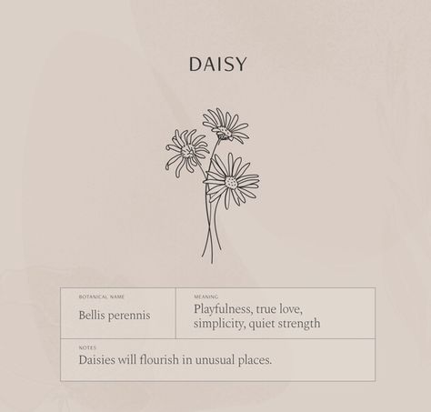 Daisy Symbolism Meaning, Flower Tattoo And Their Meaning, Meaning Of Daisy Flowers, Tattoo Flowers Meaning, Daisy Tattoo Aesthetic, Daisy Meaning Flowers, Daisy Stamp Tattoo, Wildflower Symbolism, Wildflower Meaning