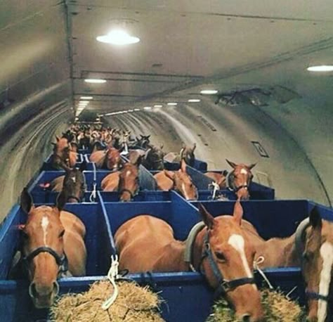 Polo Ponies flying on a plane. Funny Horse Pictures, Cow Boys, Polo Horse, Funny Horses, Majestic Horse, Horse Trailers, Race Horses, Funny Horse, Horse Trailer