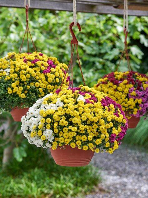 Great Ideas for Fall Hanging Baskets | HGTV Hanging Mums On Porch, Hanging Mums, Fall Hanging Baskets Front Porches, Pots Design Ideas, Flower Pots Design, Hanging Baskets Flowers, Flowers Thoughts, Fall Hanging Baskets, Garden Mums