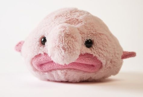 Can we PLEASE JUST LOOK AT PUPPIES INSTEAD. Ugliest Animal, Blob Fish, Shark Stuffed Animal, Freddy Plush, Ugly Animals, Small Stuffed Animals, Monkey Stuffed Animal, Sewing Stuffed Animals, Cute Stuffed Animals