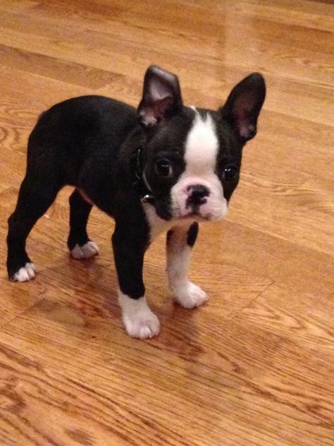 Boston terrier Puppy Boston Terrier, Brown Boston Terrier Puppy, Grey Boston Terrier, Brown Boston Terrier, Boston Terrior, Boston Terrier Puppies, Boston Terrier Funny, Bored Dog, Boston Terrier Love