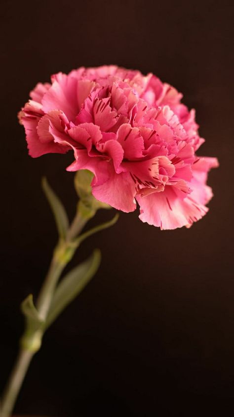 Growing Carnations, Scenery Flowers, Geranium Flower, Pink Flowers Wallpaper, Good Morning Roses, Flower Vase Arrangements, Pink Carnations, Carnation Flower, Pictures Photography