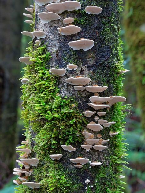 Beautiful Mushrooms Photography by Steve Axford Lichen Moss, Mushroom Pictures, Matka Natura, Plant Fungus, Slime Mould, Colossal Art, Mushroom Fungi, Mushroom Art, Natural Forms