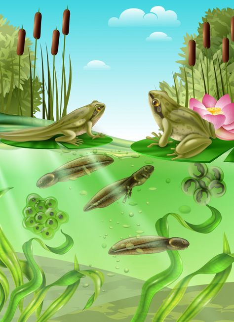 Frog Life Cycle, Lifecycle Of A Frog, Water Kids, Frog Life, Green Chalkboard, Frog Illustration, Water Illustration, Background Drawing, Frog And Toad