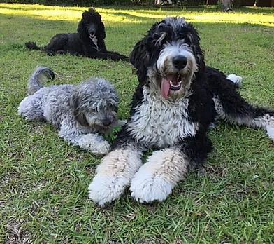 Doodle Exercise Needs By Breed & Age Plus A Helpful Schedule Double Doodle Dog, Double Doodle, You Doodle, Daily Exercise, Leash Training, Doodle Dog, Goldendoodle Puppy, Meeting New Friends, Feel Happy