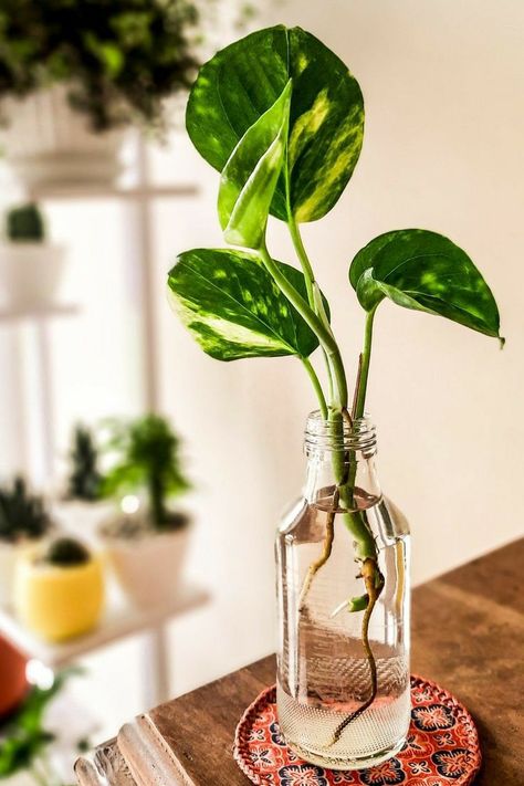 Hanging Money Plant, Money Plant Propagation, Plant In Glass Jar, Plant In Bedroom, Money Plant In Water, Money Plant Decor, Plants In Glass Jars, Water Plants Indoor, Tanaman Air