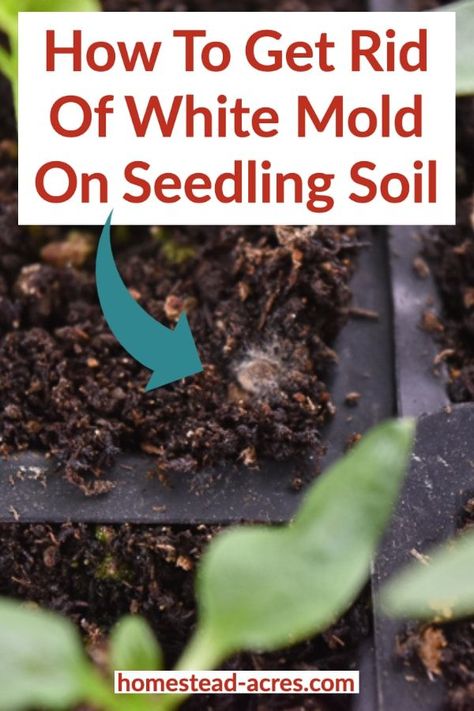 Mold On Soil Of Indoor Plants, Midwest Gardening, Seed Starting Soil, Backyard Spa, Growing Seedlings, Seedlings Indoors, Garden Plot, Starting Seeds, Seed Starting Mix