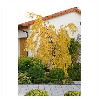 Betula pendula 'Youngii' - Young's Weeping Birch in autumn with clipped Buxus Weeping Birch, Weeping Trees, Betula Pendula, Specimen Trees, Tree Nursery, Big Garden, Zone 2, Ornamental Trees, Shade Trees