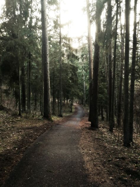 #lithuania #europe #easteurope #forest #siauliai #bubiai #kurtuvenai #path #green #nature #wildlife #sprouts #trees #lietuva East Europe, Nature Wildlife, Wild Nature, Green Nature, Baltic Sea, Come And See, Eastern Europe, Lithuania, Sprouts