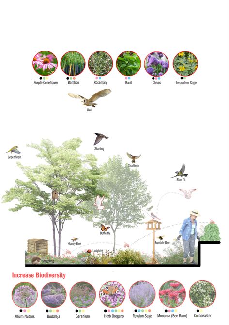 Check out this way of showing all the biodiversity that a project has to offer and how the ecosystems connect! Landscape Ecology Diagram, Rewilding Landscape Architecture, Biodiversity Garden Design, Landscape Architecture Planting Plan, Biodiversity Diagram, Landscape Plan Architecture, Biodiversity Architecture, Bee Architecture, Ecosystem Diagram