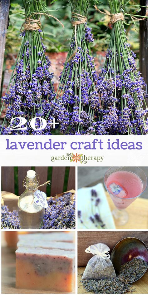 English Lavender Plant, Propagate Lavender, Harvesting Lavender, Dried Lavender Bunch, Lavender Uses, Lavender Crafts, Lavender Plants, Săpunuri Handmade, Lavender Recipes