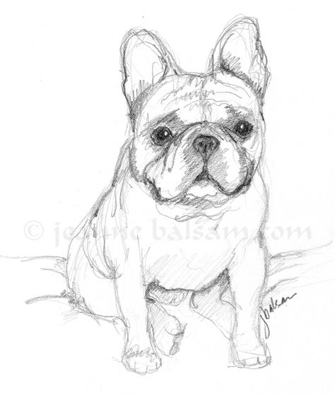 French Bulldog sketch in pencil. Adorable Frenchie … a little hopeful, maybe a little worried, but awfully cute. Visit me on Etsy at JBalsamFrenchieArt! French Bulldog Sketch, Frenchie Drawing, Bulldog Sketch, French Bulldog Wallpaper, French Bulldog Full Grown, French Bulldog Drawing, Dogs Drawing, French Bulldog Painting, Bulldog Drawing