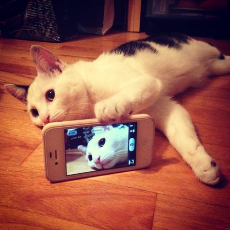 Lazy Dayz Cat Selfie, Cute Kittens, Cats Meow, Funny Animal Pictures, Crazy Cat Lady, Crazy Cats, Cat Pics, Cat Love, Cool Cats