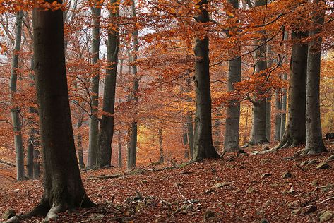 Temperate deciduous forest in Křivoklátsko Protected Landscape Area  #culture #geography #science #world #life #art #education #writing #research  #travel #holiday #books #knowledge #facts #nature #places #countries #cities #towns #villages #continents #tourism #vacation #entertainment #newspapers #eu #europe #czechia Biome Project, Temperate Deciduous Forest, Monochromatic Landscape, Temperate Forest, Biomes Project, Forest Biome, Books Knowledge, Forest Kingdom, Environment References