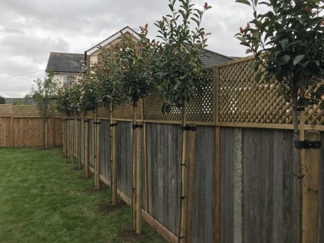 Screening Trees Uk, Garden Privacy Ideas Plants, Screening Trees, Gardener Tattoo, Gardening Tattoo, Tattoo Garden, Garden Tattoos, Privacy Trees, Garden Tattoo