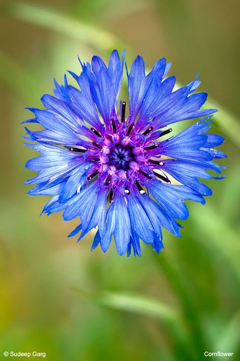 Tattoo for German-American heritage: cornflower (official flower of Germany) entwined with rose (official flower of USA) German Flower, Violet Tattoo, Bachelor Buttons, German Heritage, Flowers Tattoo, Wedding Flowers Summer, Blue Garden, Button Flowers, Blue Violet