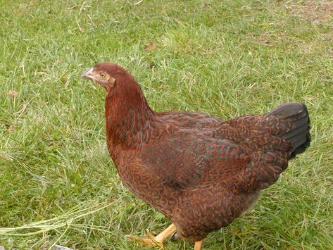 partridge chantecler Chantecler Chickens, Chicken Genetics, Chicken Breeds, Partridge, Chicken, Animals