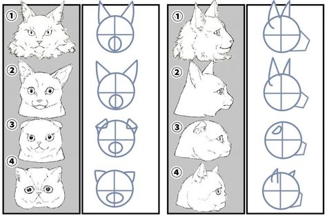 How To Draw Cat, How To Draw Cats, Cats Draw, Draw Cats, Wolf Sketch, Pop Art Cat, Cat Drawing Tutorial, Cat Skeleton, Cats Art Drawing