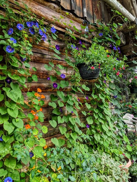 Nasturtium Climbing, Small Allotment, Wall Gardening, Retaining Wall Ideas, Backyard Planters, Witchy Garden, Mediterranean Garden Design, Soil Erosion, Garden 2023