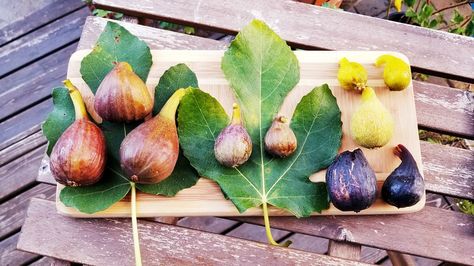 Seattle Garden & Fruit Adventures: Tasting Violette de Bordeaux, Florea, & Olympian Figs Seattle Garden, Fig Varieties, Garden Fruit, Chicken Farm, Farm Animals, Fig, Seattle, Violet, Fruit