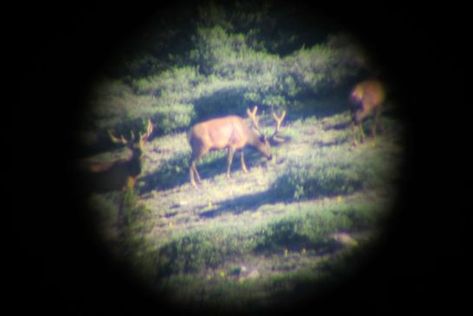 Scouting Tips: How To Find Elk in a New Hunting Area | Outdoor Life Elk Hunting Tips, Bow Hunting Tips, Bow Hunting Deer, Big Buck, Deer Hunting Tips, Big Game Hunting, Hunting Tips, The Hound, Elk Hunting