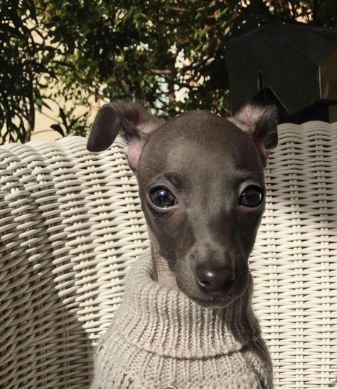 Italian Greyhound Puppies, Greyhound Puppy, Italian Greyhound Dog, Grey Hound Dog, Italian Greyhound, 판타지 아트, Cute Creatures, Sweet Animals, Whippet