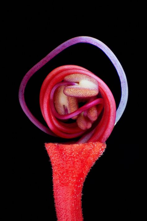 Seed Illustration, Microscopic Photography, Light Highlights, Macro Flower, Photo Competition, Human Eye, World Photo, Flower Bud, Butterfly Wings