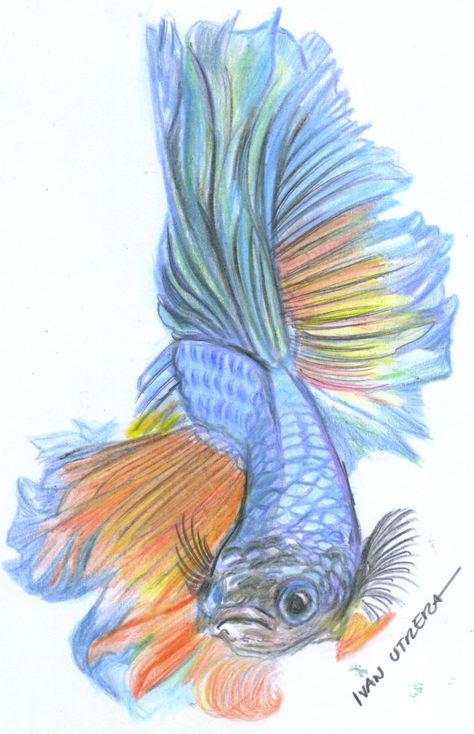 pez en lapices de colores Fish Sketch, Drawing Reference, Bulgaria, Fish Pet, Art Drawings, Fish, Drawings, Animals, Color