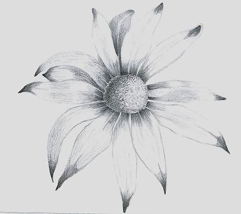 "Flannel Flower" by Narelle Richardson | Redbubble Flannel Flower Drawing, Flannel Flower Tattoo, Sketch Pattern, Pattern Elements, Flower Sketch, Flannel Flower, Flower Sketches, Tile Pattern, Pencil Sketch