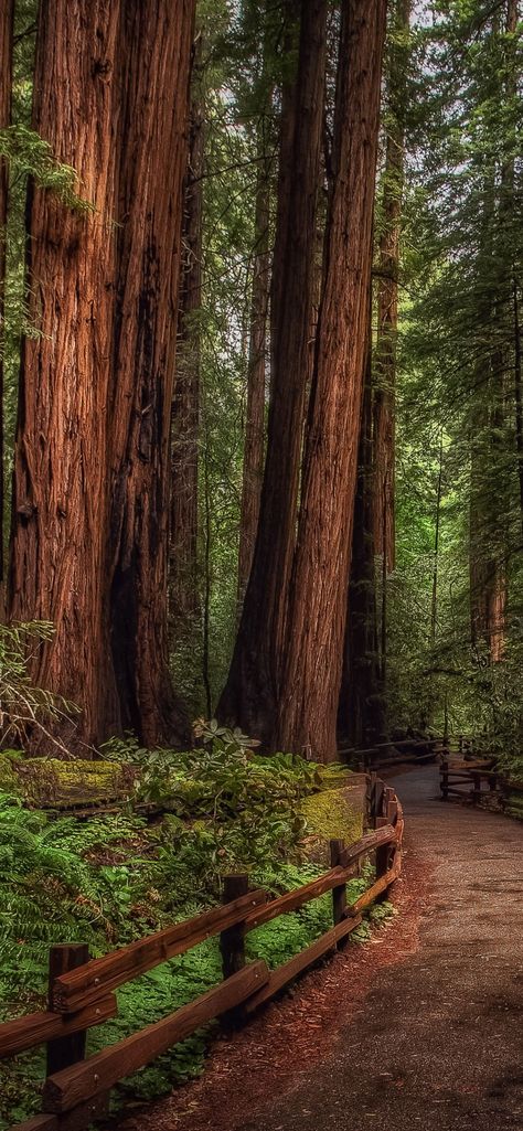 Download free HD wallpaper from above link!
#nature #muirwoodsnationalmonumentwallpaper Iphone Wallpaper Forest, Wallpaper Woodland, Muir Woods National Monument, Cuyahoga Valley National Park, Park Forest, Muir Woods, Display Pictures, Mill Valley, Redwood Forest