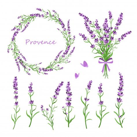 Conjunto de flores de lavanda, buquê, gr... | Premium Vector #Freepik #vector #flor Lavender Flowers Bouquet, Lavender Tattoo, Floral Planner, Lavender Wreath, Vector Elements, Flowers Vector, Watercolor Mountains, Elegant Cards, Elements Of Design