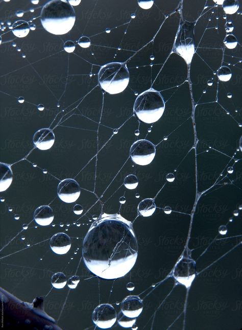 closeup macro of dewdrops dew drops water droplets on a spiderweb spider web predawn Dewdrops On Spiderwebs, Spider Web Water Drops, Dew Drops On Spider Webs, How To Draw Dew Drops, Dew On Spider Web, Spider Web Dew Drops, Spider Web With Water Drops, Spider Web Photography, Water Spider