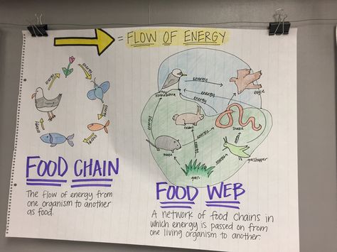 Food Chain  Anchor Chart Anchor Charts First Grade, Tabel Periodik, Science Chart, Science Anchor Charts, 7th Grade Science, Science Vocabulary, Secondary Science, 4th Grade Science, 6th Grade Science