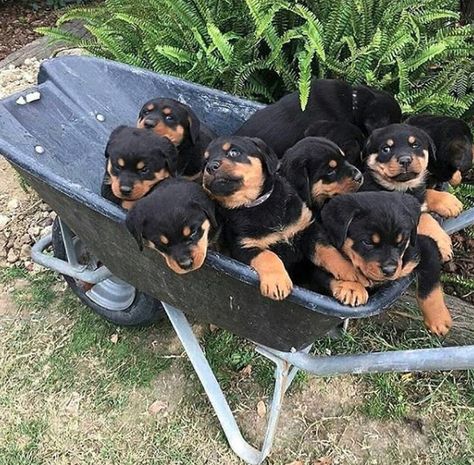 Rottweiler Mix Puppies, German Dog Breeds, German Rottweiler, I Love My Dogs, Rottweiler Love, Rottweiler Mix, English Bull Terrier, Dog Exercise, Rottweiler Puppies