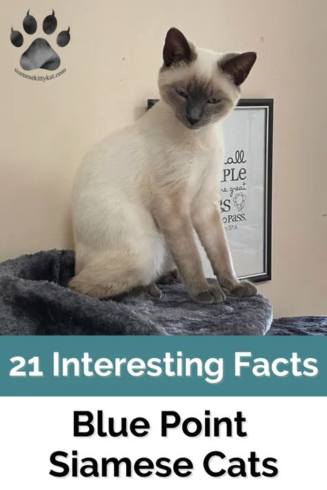 Siamese Cats Blue Point, Siamese Cats Facts, Blue Point Siamese, Cats Siamese, Cats Rule, Cat Tattoo Designs, Siamese Kittens, Blue Point, Anime Animals