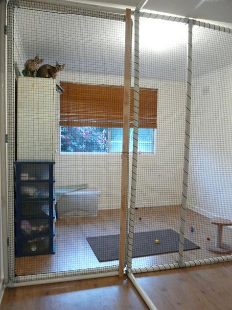 Diy Cat Kennel Indoor, Indoor Catio Cats, Kitten Enclosure Indoor, Diy Indoor Cat Enclosure, Cat Foster Room, Diy Cat Cage Indoor, Diy Cat Gates Indoor, Cat Kennel Indoor, Indoor Cat Enclosure