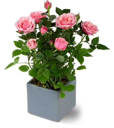 How to grow and care for a miniature Rose Bush. A lovely gift that can also be planted outside. Learn more at: https://www.houseplant411.com/houseplant/miniature-rose-how-to-grow-plant-care-tips Miniature Rose, Tanaman Pot, Bush Plant, Rose Plant, Types Of Roses, Growing Roses, Planting Roses, Blooming Plants, Rose Bush