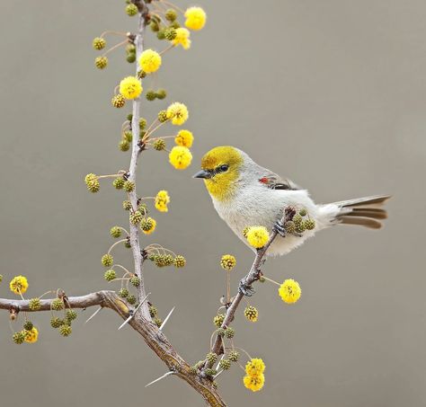 Look for Energetic Verdin Birds in the Southwest Homemade Hummingbird Food, Arizona Birds, Bird Nesting Material, Hummingbird Nectar, Bird Calls, American Robin, Acacia Tree, Invasive Plants, Humming Bird Feeders