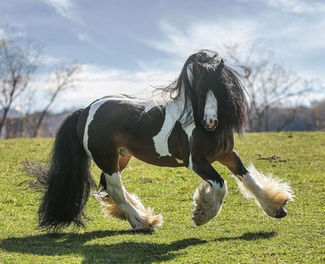 Romani Cob Horse, Fantasy Mounts, Cob Horse, Unique Horses, Horse Reference, Horse Arena, Horse Photographer, Cowboy Stuff, Country Aesthetic