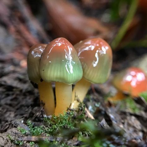 Parrot Waxcap Mushroom, Parrot Wax Cap Mushroom, Wax Cap Mushroom, Waxcap Mushroom, Parrot Waxcap, Shroom Forest, Moss Board, Mushroom Reference, Pretty Mushrooms