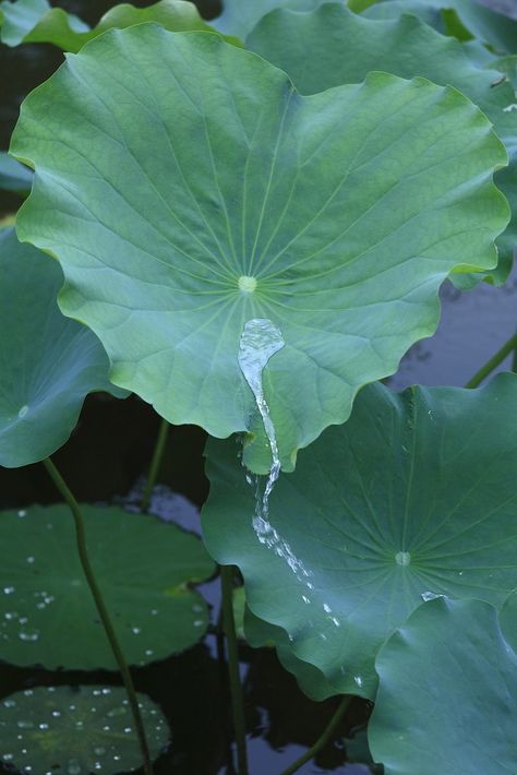 Green Pond, Lotus Leaves, Lotus Leaf, The Lotus, Ceramics Ideas Pottery, Fish Pond, Homescreen Wallpaper, Exotic Flowers, Photoshoot Inspiration