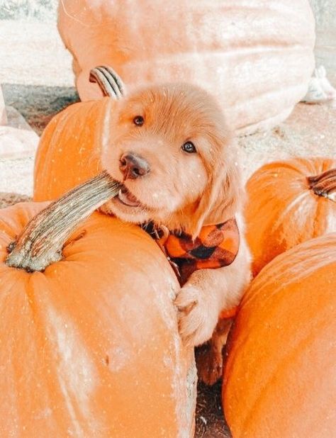 Fall Dog Photos, Halloween Preppy, Preppy Dog, Bernedoodle Puppy, Golden Puppy, Dog Photoshoot, Super Cute Puppies, Cute Fall Wallpaper, Spooky Szn