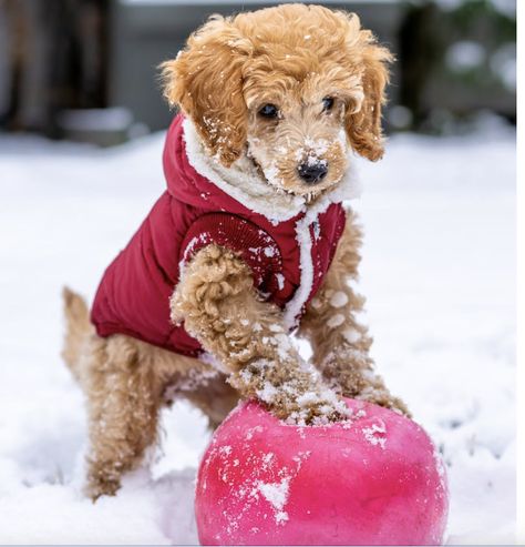 Today's diffuser blend
Warm Front
4 Frankincense 
3 Clove
2 Cassia Irish Doodle, Poodle Mix Breeds, Poodle Mix Puppies, Poodle Mix Dogs, Poddle, Love Doodles, Mini Goldendoodle, Poodle Mix