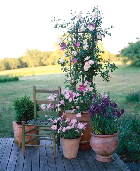 Summer Table Decor, Container Roses, Rose Plant Care, Yard Plants, Rose Garden Design, Best Roses, Climbing Rose, Garden Vases, Table Decor Ideas